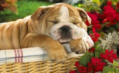 睡眠APP开发具备哪些特性？